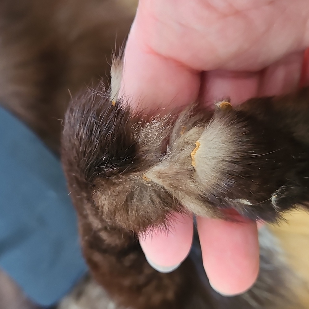 Vintage Fox Fur Stole - Picture 14 of 15